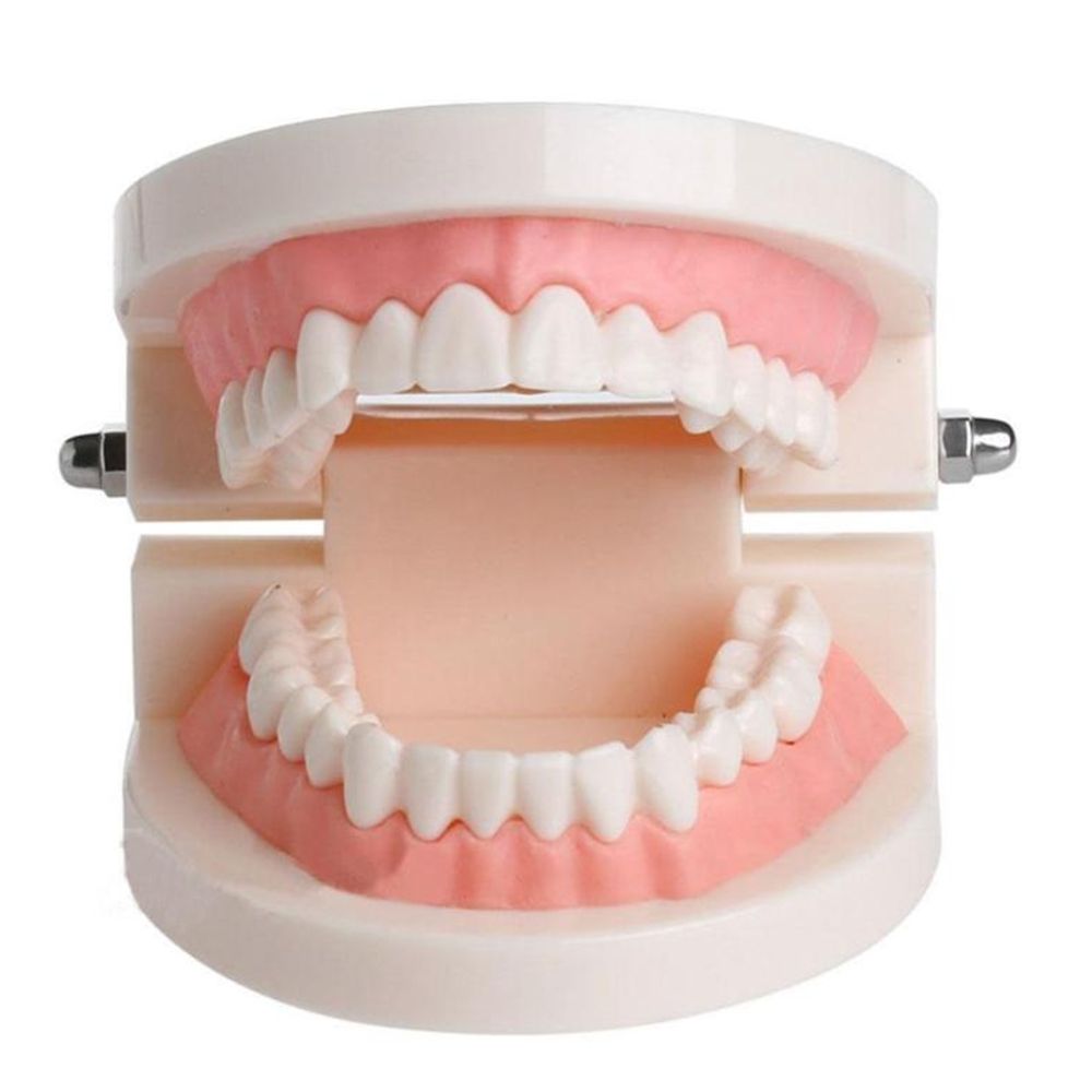 Medical Lab Study - Model dentystyczny typodont do demonstracji, do