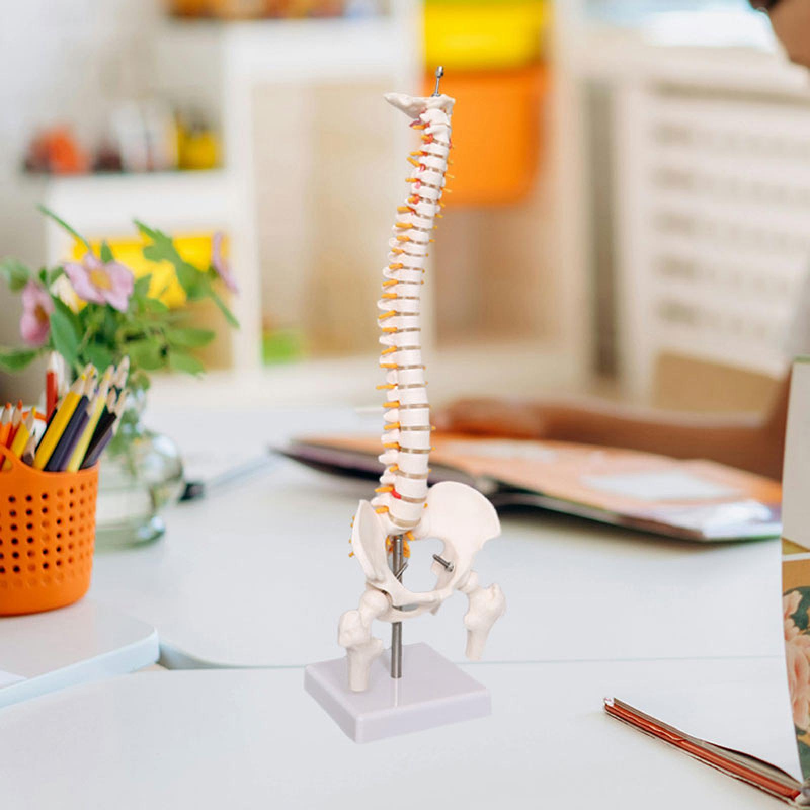 Model kręgosłupa - narzędzie e – Medical Lab Study recenzja i cena
