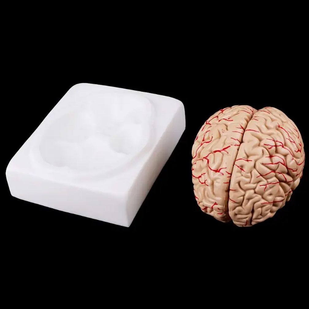 Mężczyzna Kobieta Model mózgu  – Medical Lab Study recenzja i cena