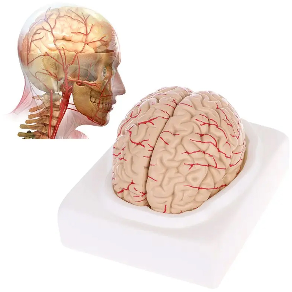 Mężczyzna Kobieta Model mózgu  – Medical Lab Study recenzja i cena