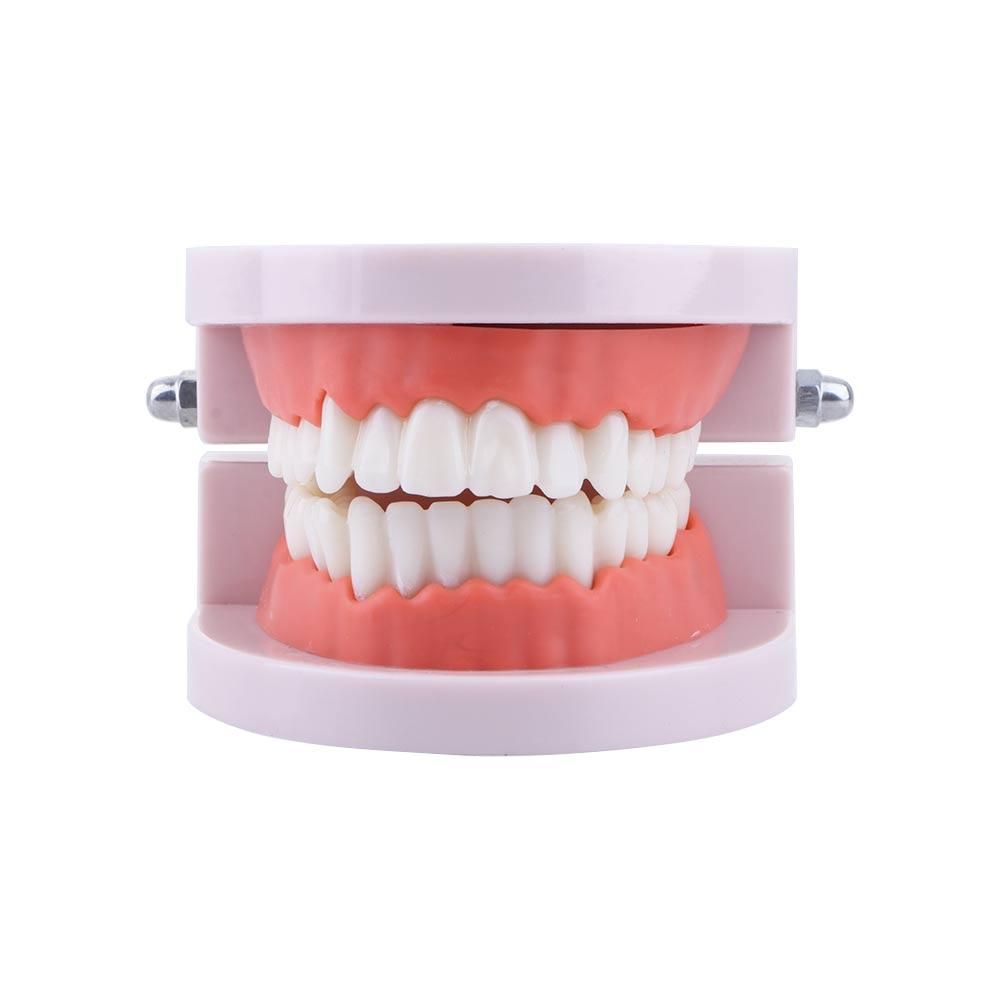 Pro White Lab Typodont Demonst – Medical Lab Study recenzja i cena
