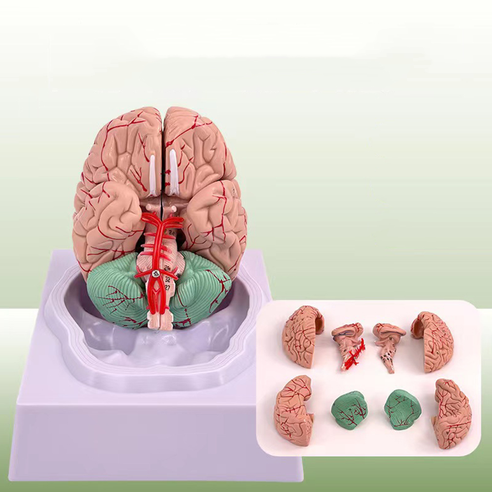 Ludzkie naturalne rozmiary Lud – Medical Lab Study recenzja i cena